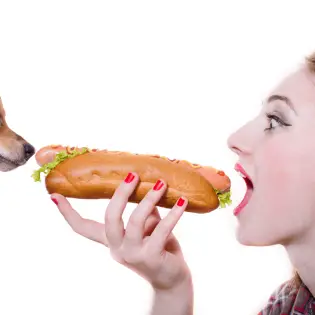 Can Dogs Eat Hot Dogs?