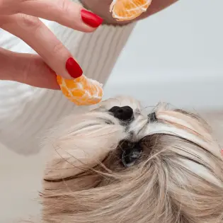 Can Dogs Eat Tangerines