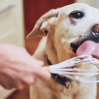 Should You Allow Your Dog to Eat Whipped Cream