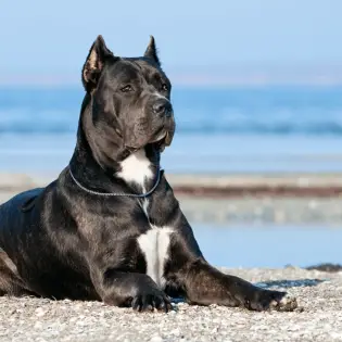 Interesting Cane Corso Fun Facts