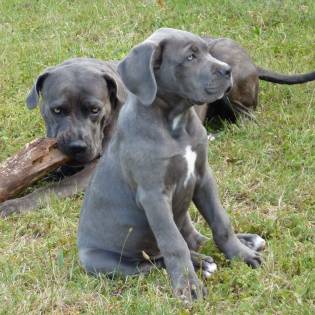 Cane Corso - History of the Roman Dog of War