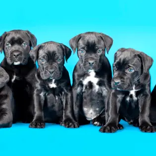 Most Popular Types of Mastiffs