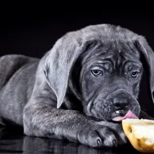 Are Apples Good for Dogs?