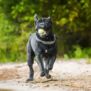 Must Know Cane Corso Training Tips