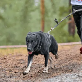 Canicross - an Ideal Sport for all Active Dogs & Their Owners