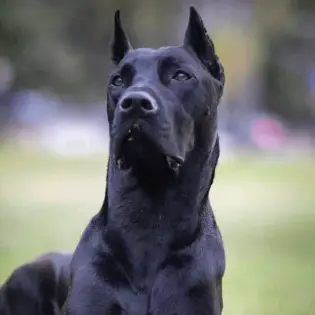 Canis Panther - Black Hybrid Guardian