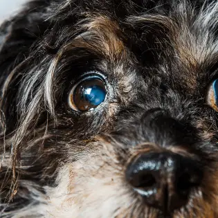 Cataracts In Dogs - Causes, Symptoms & Prevention