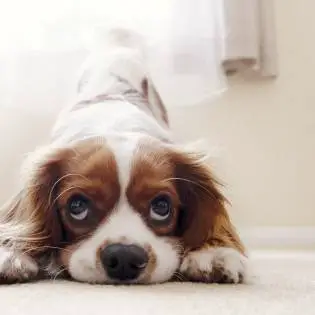 The 7 Best Cavalier King Charles Spaniel Rescues in the US