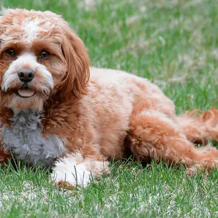 Cavapoo - Fun Facts You Didn't Know