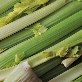 Can Dogs Eat Celery?