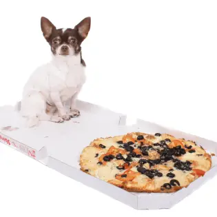 Can Dogs Eat Pizza