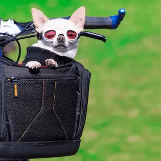 Best Dog Bike Baskets in 2023