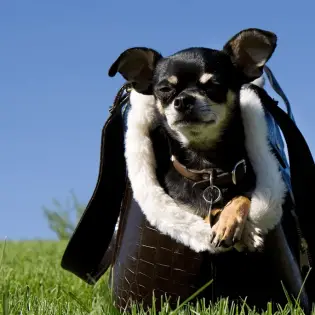 Best Dog Purses for the 2023 Season