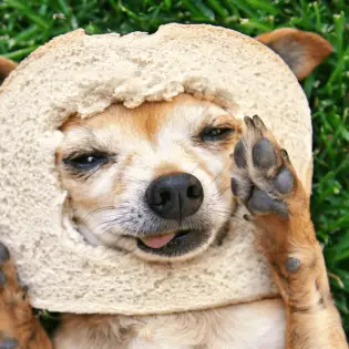 Can Dogs Eat Bread?