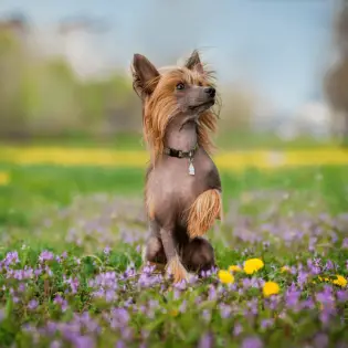 10 Most Popular Chinese Dog Breeds