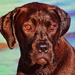 Mastador - All About Labrador Retriever & Mastiff Mix