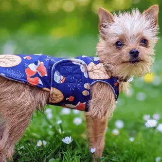 Chorkie - Perfect Small Designer Dog