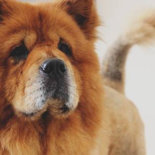 Chow Chow Official Colors