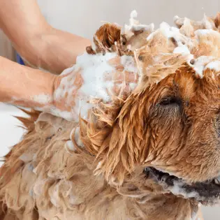 Can You Use Human Shampoo on Dogs?