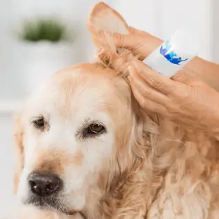 Best Ear Cleaners For Dogs