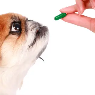 Clindamycin for Dogs - Usage & Side Effects