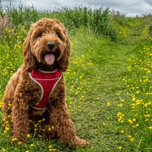 Cockapoo - Charming Designer Breed