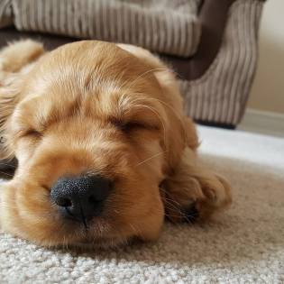 How Much do Puppies Sleep?