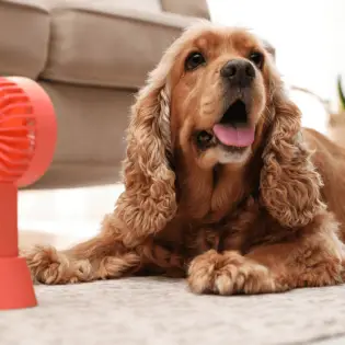 Best Dog Cooling Mats for Summer 2023