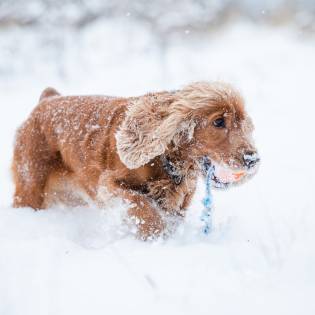 How to Teach a Dog to Fetch in 3 Easy Steps