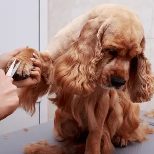 How to Prepare Your Dog For a Groomer?