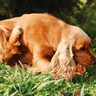 Mites in Dogs and How to Get Rid of Them