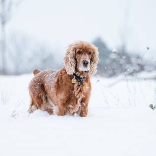 Learn 7 Fun Facts About Cocker Spaniels