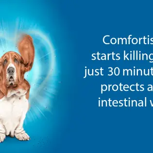 Is Comfortis for Dogs Safe To Use