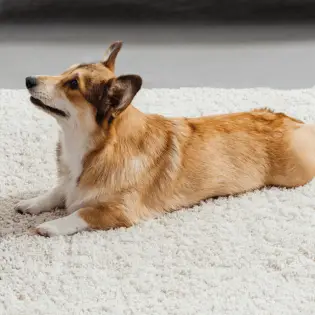 3-step Guide - How to Teach a Dog to Lie Down