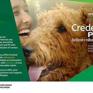 Is Credelio for Dogs Good & Where To Get It