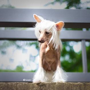 Chinese Crested Dogs: Unknown Legacy