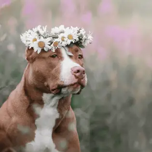 7 Fascinating Pit Bull Fun Facts