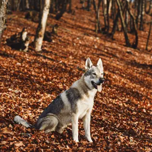 Czechovalakian Vlack (Wolfdog) Breed Info & Facts