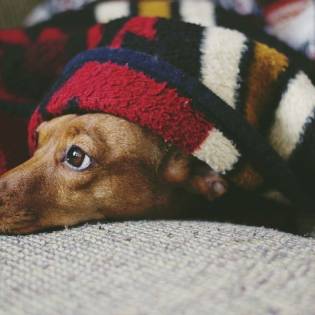 List of Dachshund Rescues [2023]