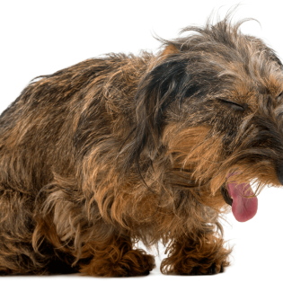 What to do if Your Dog is Coughing & Gagging