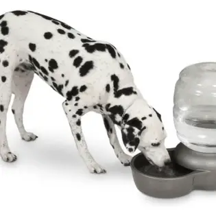 Best Dog Water Dispensers in 2023