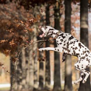 6 Dalmatian Puppy Facts You Most Probably Don't Know