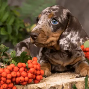 Dapple Dachshund: Popular & Rare Dog