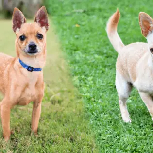 Deer Head vs. Apple Head Chihuahua - Main Differences & Characteristics