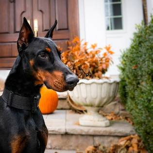 Doberman Rescue Near Me