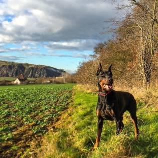 Doberman Through the Eyes of Breeder and Owner