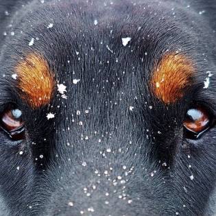 The 15 Most Dangerous Dog Breeds