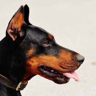 Should You Crop Doberman Ears?