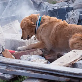 How To Help Your Dog In Case Of Earthquake