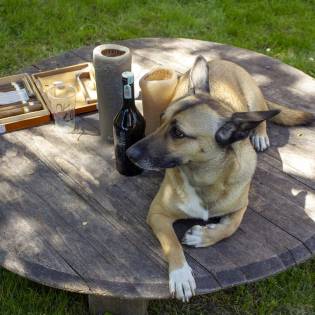 What If My Dog Drinks Alcohol?